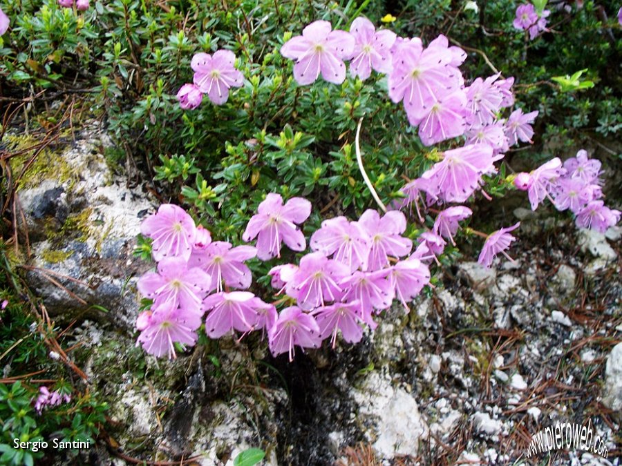 03 Fiori.JPG